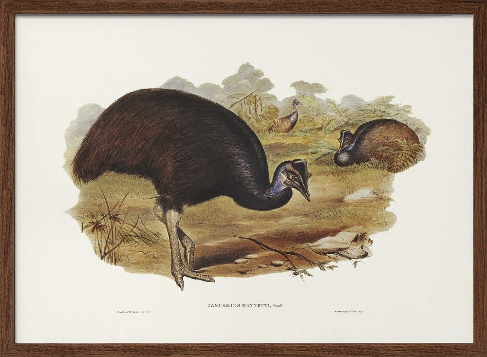 Bennett's Cassowary Poster
